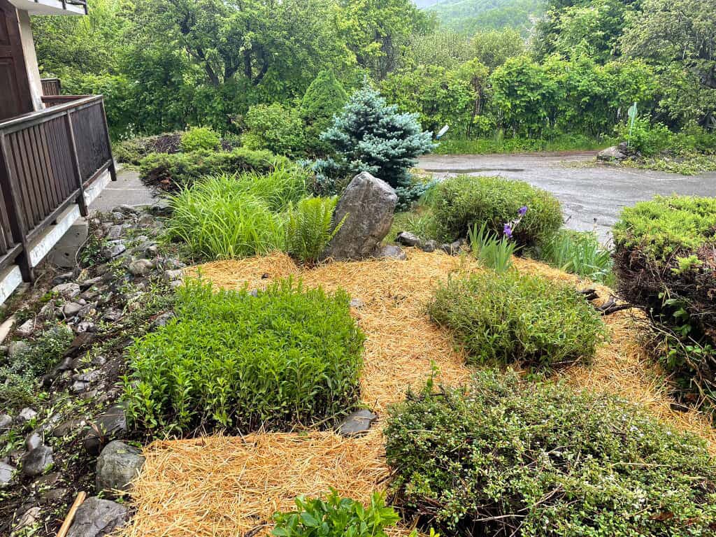 Jardin avec plantations variées et paillage