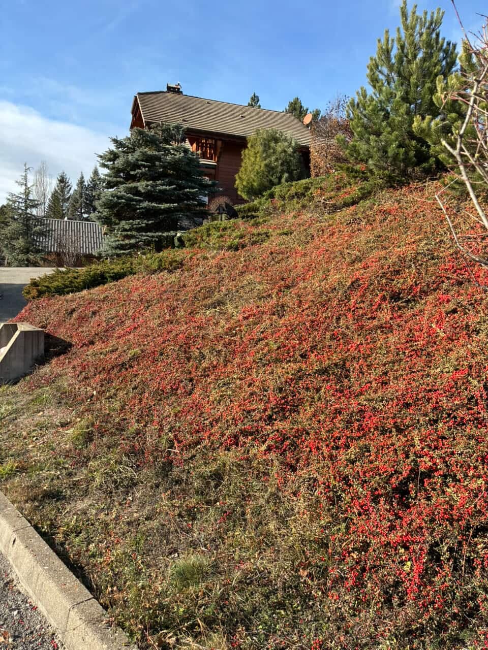 Pente couverte de cotoneaster rouge devant un chalet alpin