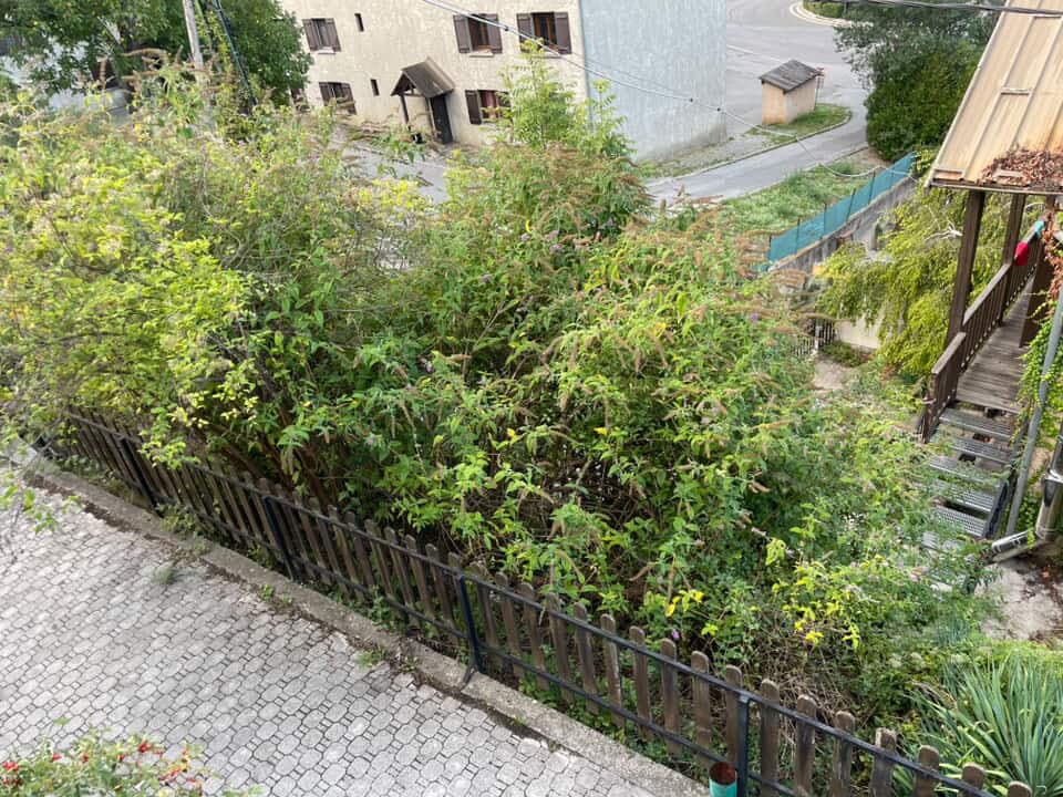 Jardin envahi par la végétation avant intervention