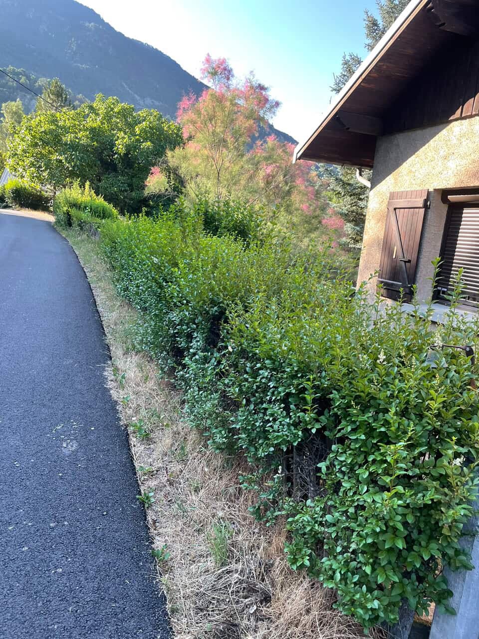 Haies et arbustes taillés le long d'un chemin