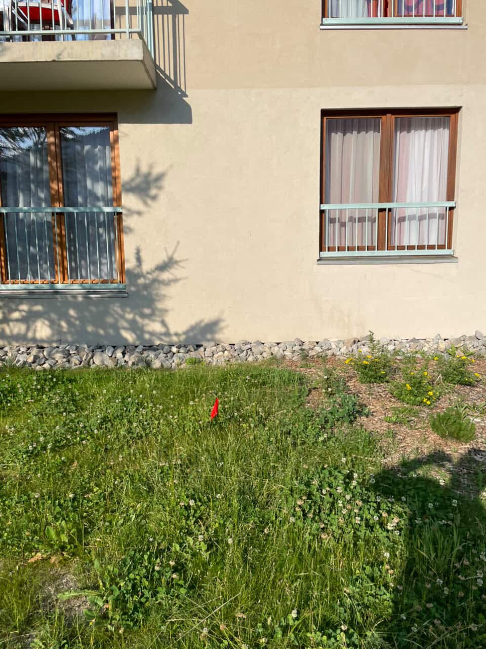 Arbres avant élagage au bord d'une route