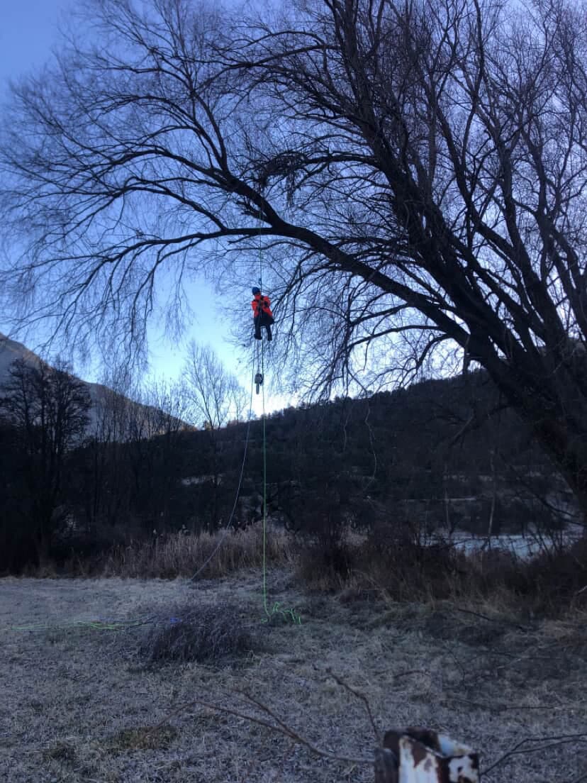 Élagueur grimpeur en intervention sur un grand arbre