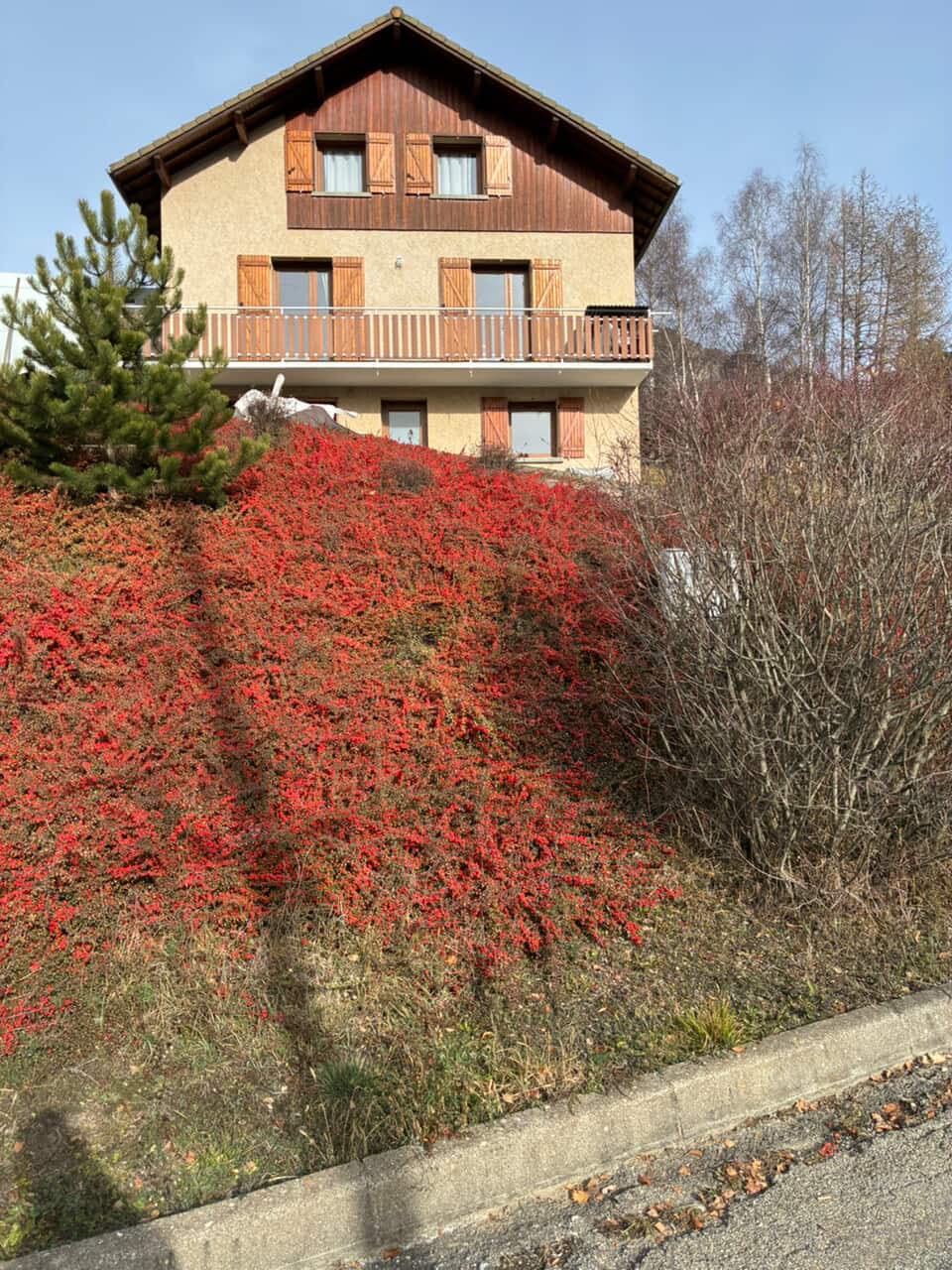 Couvre-sol de cotoneaster en fruits rouges sur pente